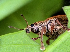 имаго-питание-2